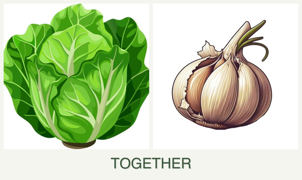 Can you plant lettuce and garlic together?