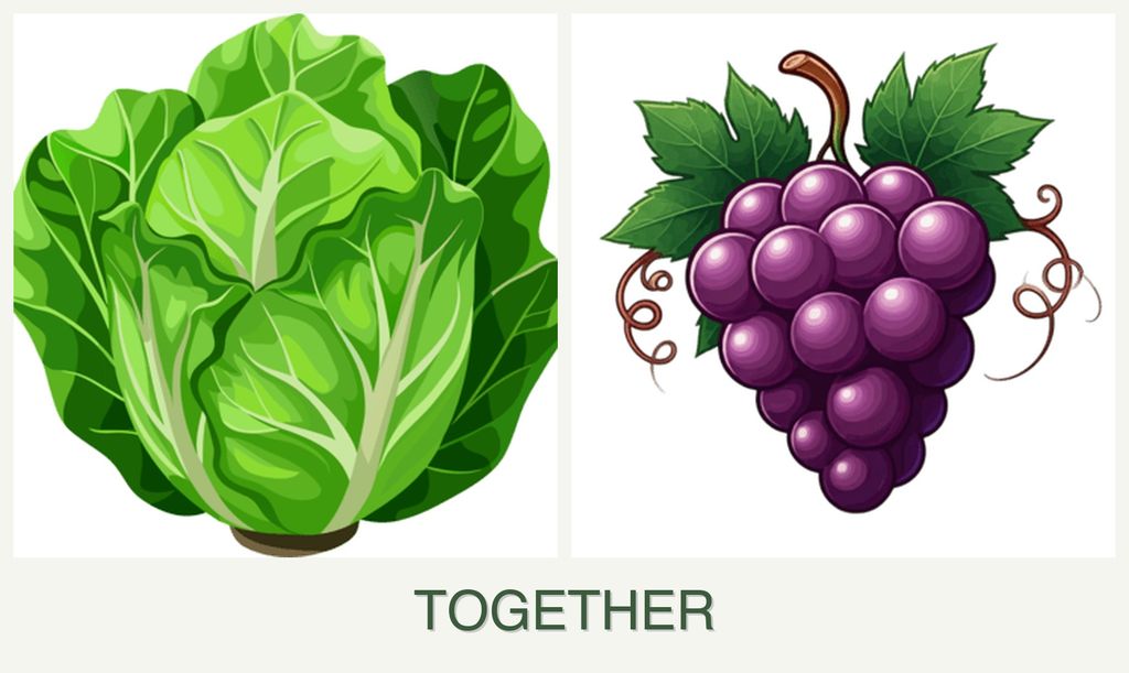 Can you plant lettuce and grapes together?