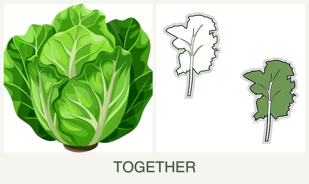 Can you plant lettuce and kale together?