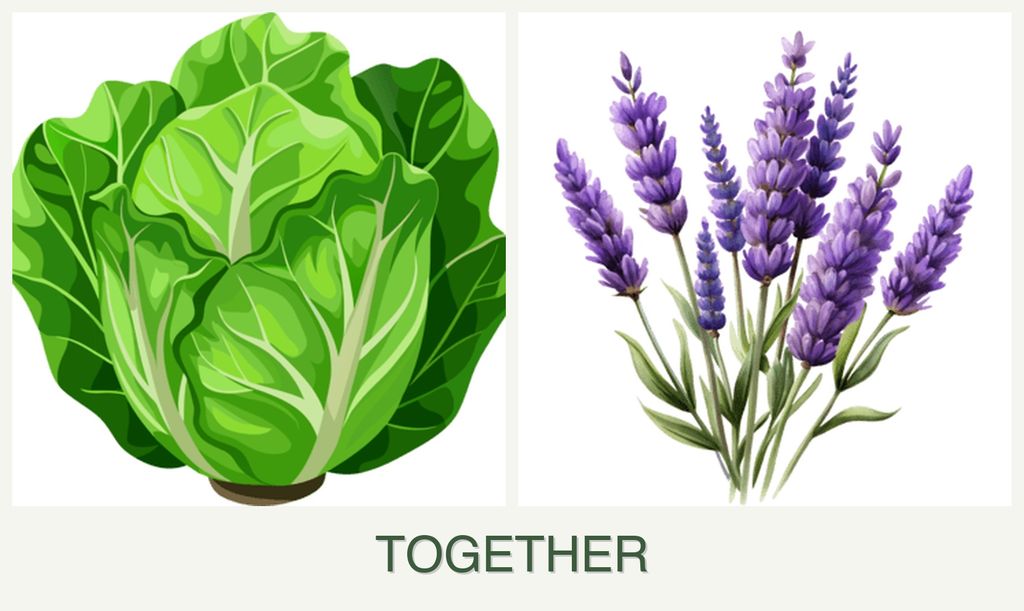 Can you plant lettuce and lavender together?