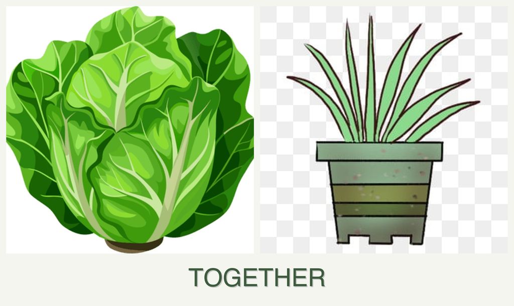 Can you plant lettuce and lemongrass together?