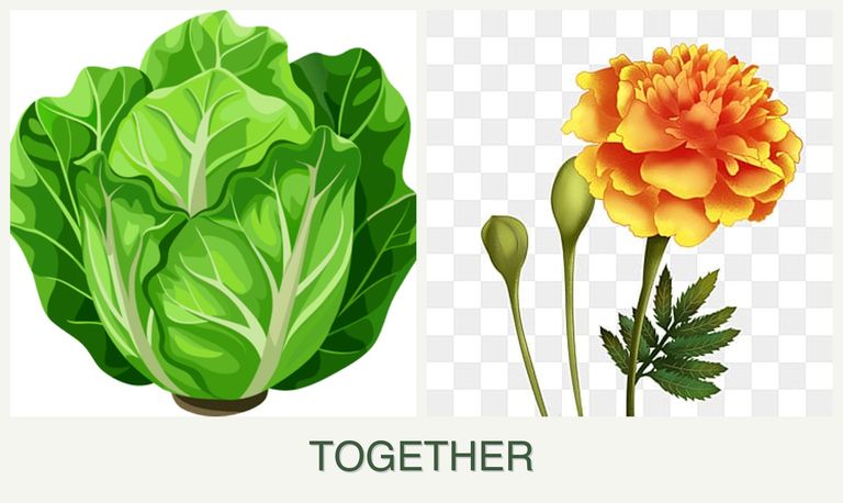 Can you plant lettuce and marigolds together?