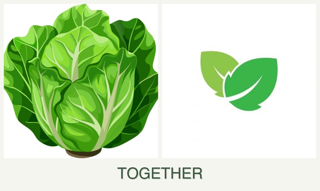 Can you plant lettuce and mint together?