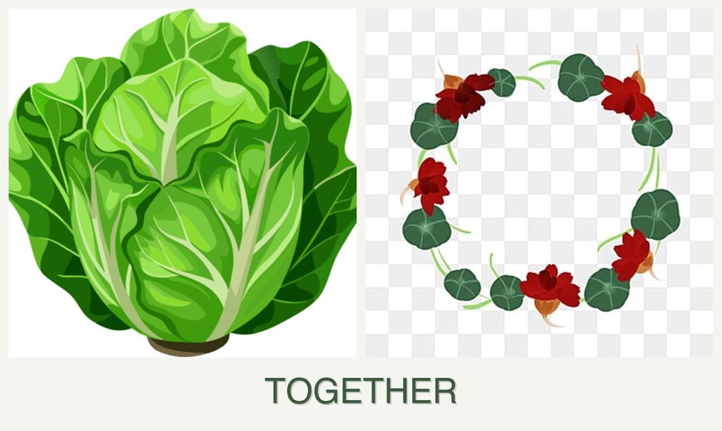 Can you plant lettuce and nasturtiums together?