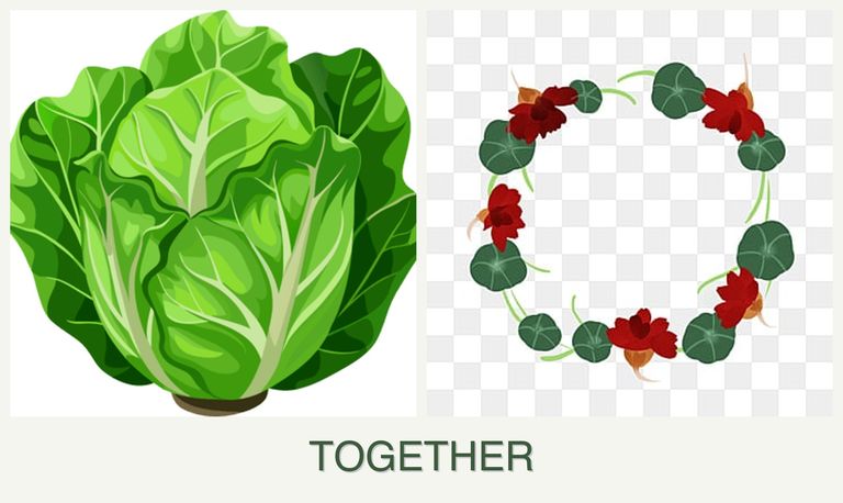 Can you plant lettuce and nasturtiums together?