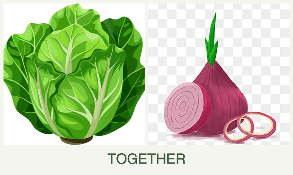 Can you plant lettuce and onions together?