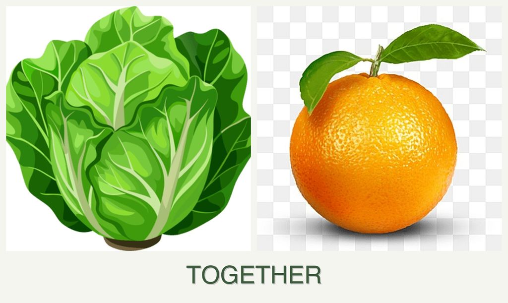 Can you plant lettuce and oranges together?