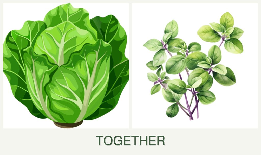 Can you plant lettuce and oregano together?