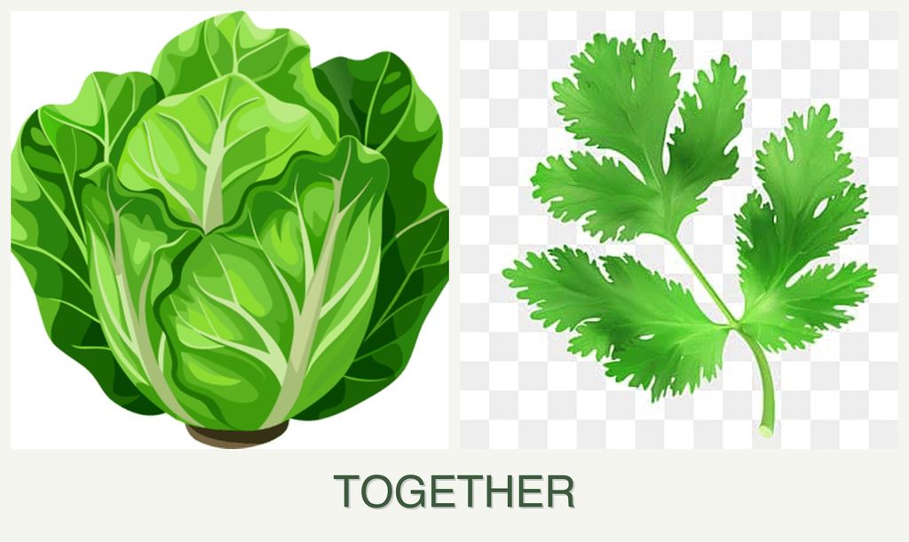 Can you plant lettuce and parsley together?