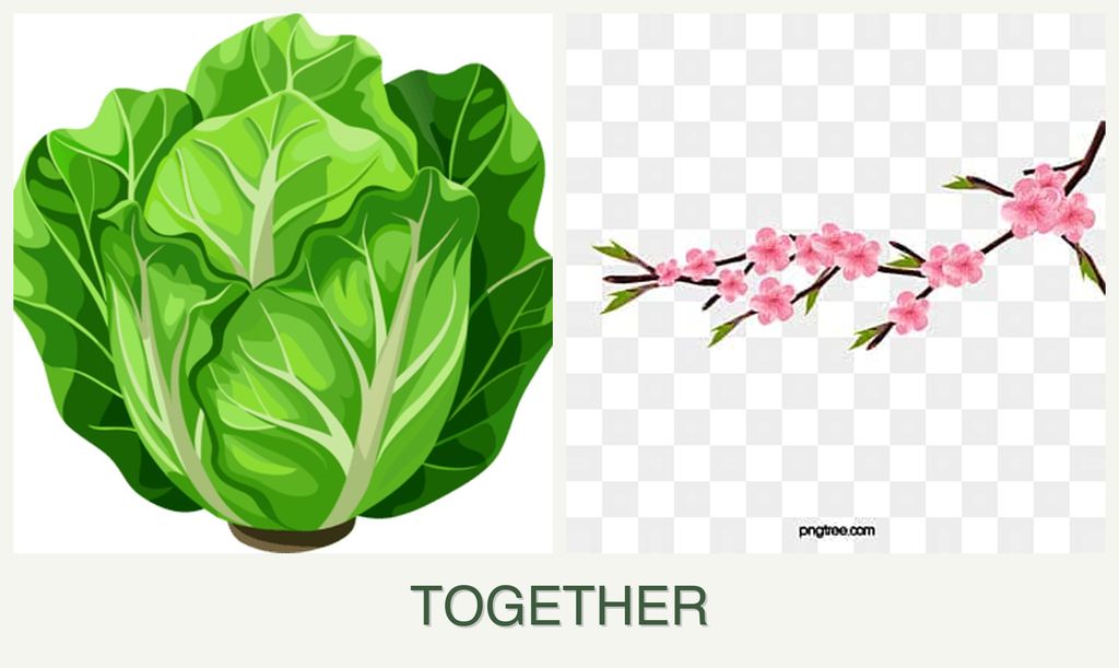 Can you plant lettuce and peaches together?