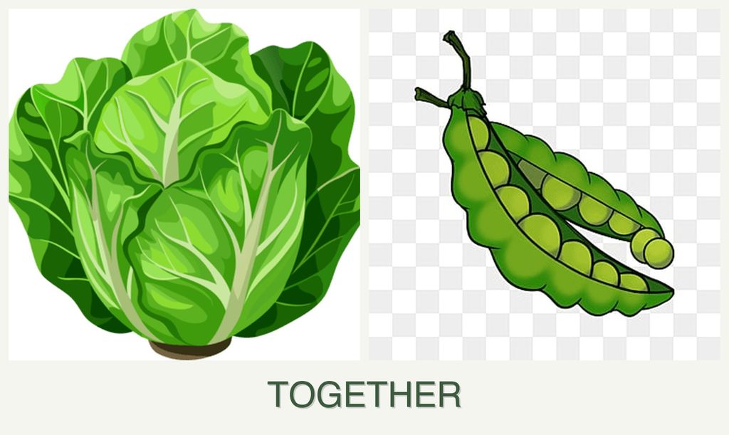 Can you plant lettuce and peas together?