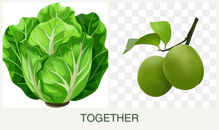 Can you plant lettuce and plums together?