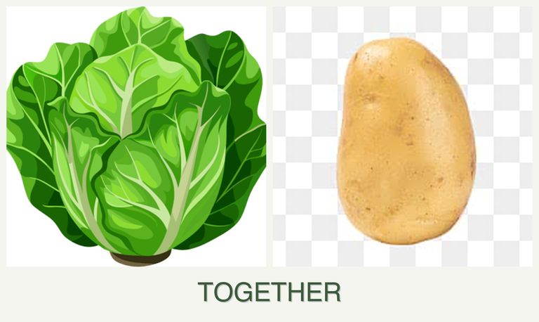 Can you plant lettuce and potatoes together?