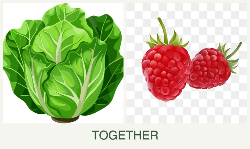 Can you plant lettuce and raspberries together?