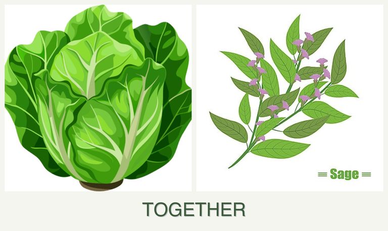Can you plant lettuce and sage together?
