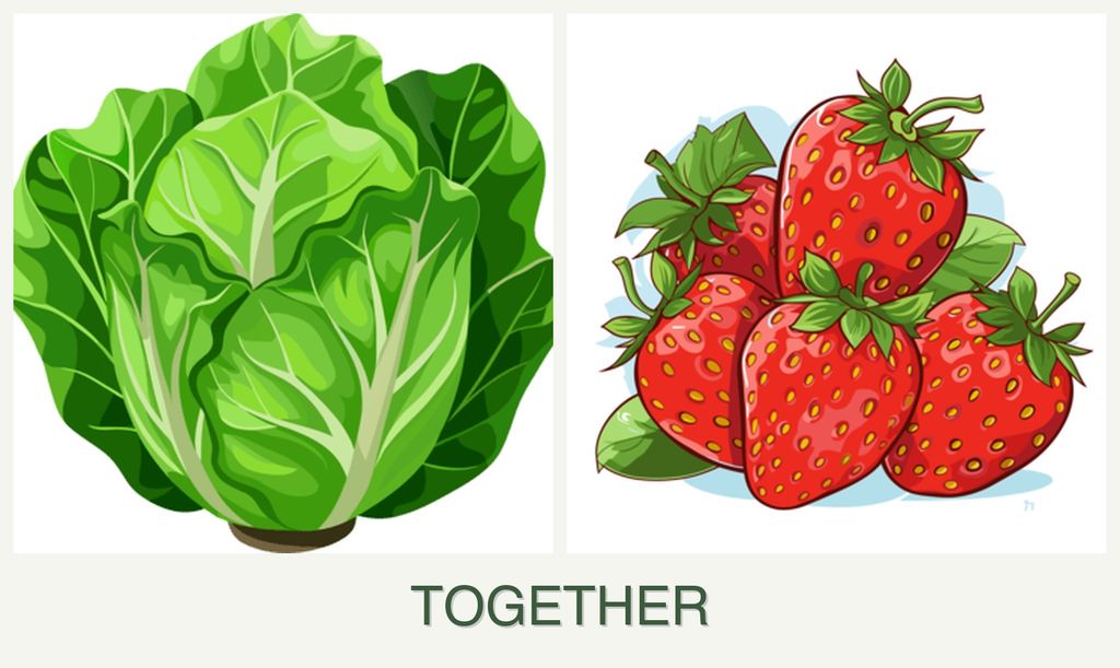 Can you plant lettuce and strawberries together?
