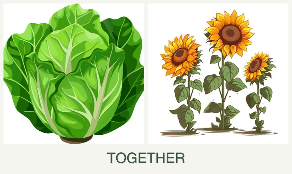 Can you plant lettuce and sunflowers together?