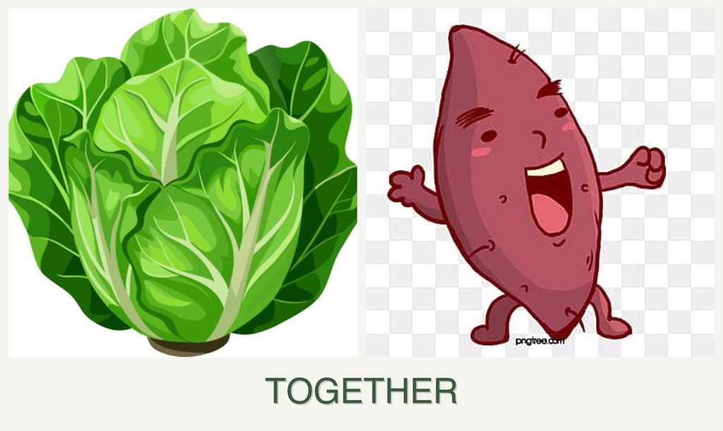Can you plant lettuce and sweet potatoes together?