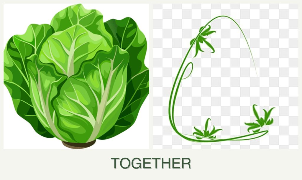 Can you plant lettuce and tarragon together?