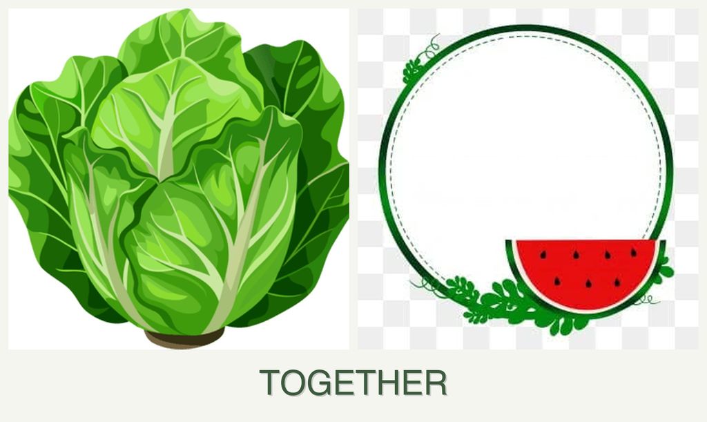 Can you plant lettuce and watermelons together?