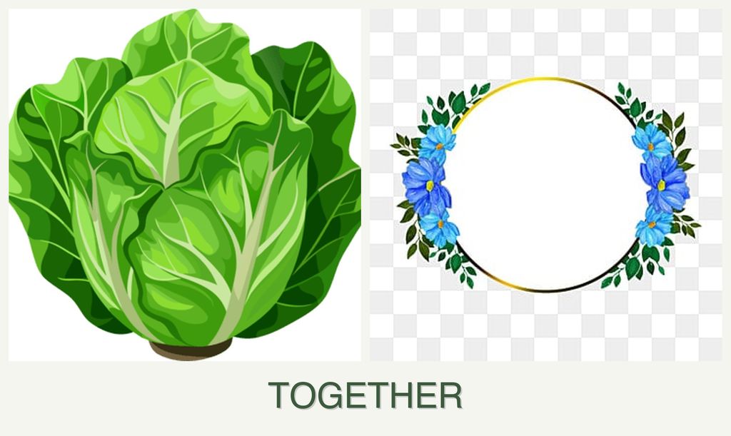 Can you plant lettuce and zinnias together?