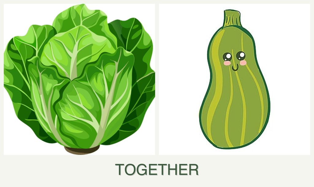 Can you plant lettuce and zucchini together?