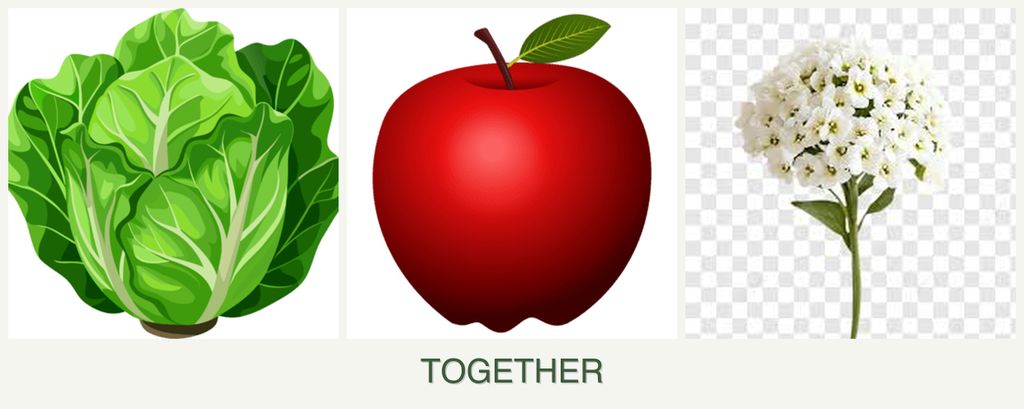 Can you plant lettuce, apples and alyssum together?
