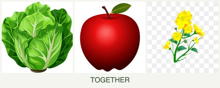 Can you plant lettuce, apples and calendula together?