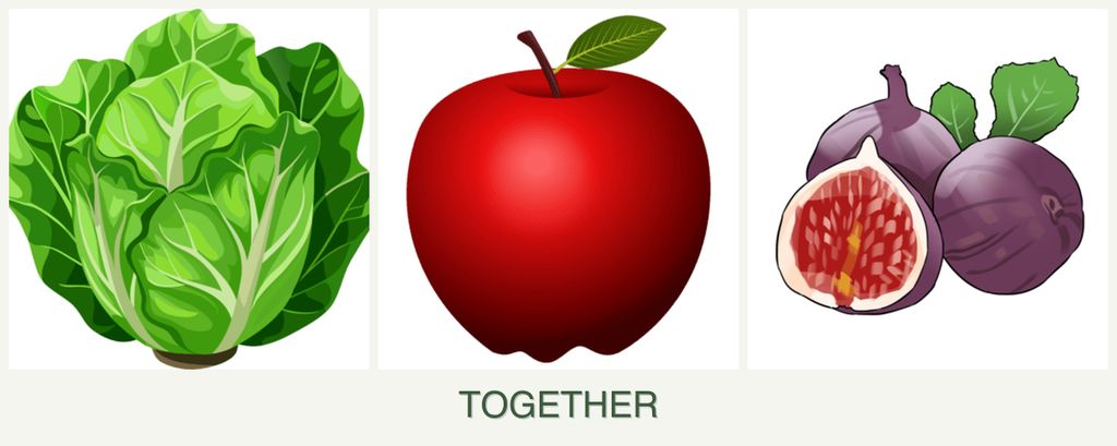Can you plant lettuce, apples and figs together?