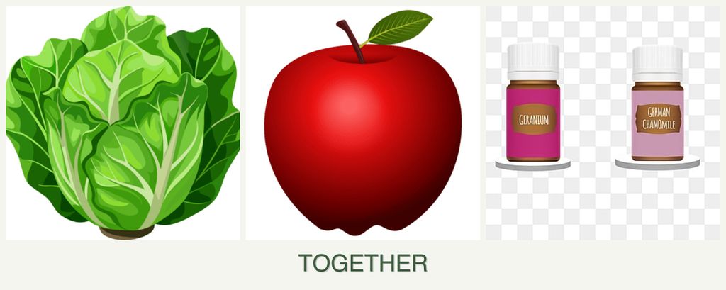 Can you plant lettuce, apples and geraniums together?