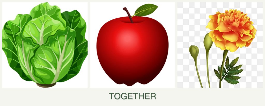 Can you plant lettuce, apples and marigolds together?