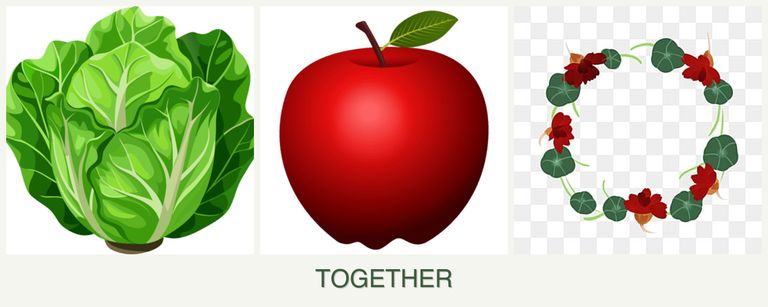 Can you plant lettuce, apples and nasturtiums together?