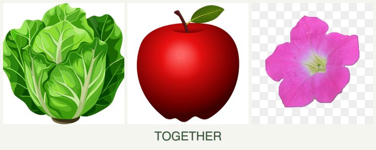 Can you plant lettuce, apples and petunias together?