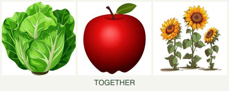 Can you plant lettuce, apples and sunflowers together?