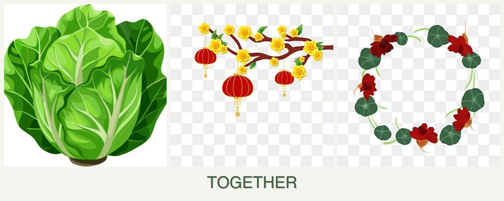 Can you plant lettuce, apricots and nasturtiums together?