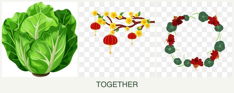 Can you plant lettuce, apricots and nasturtiums together?