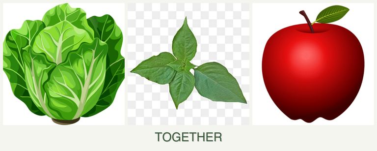 Can you plant lettuce, basil and apples together?