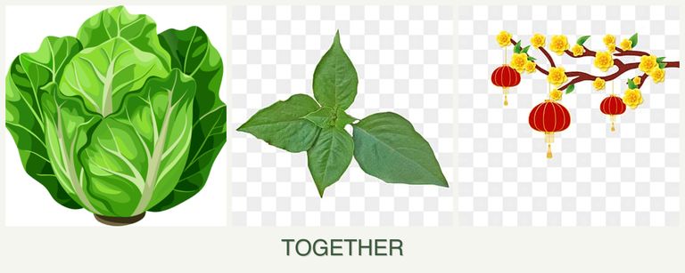 Can you plant lettuce, basil and apricots together?