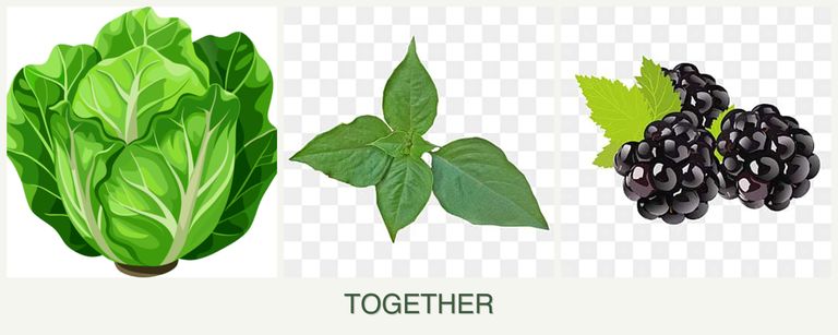 Can you plant lettuce, basil and blackberries together?