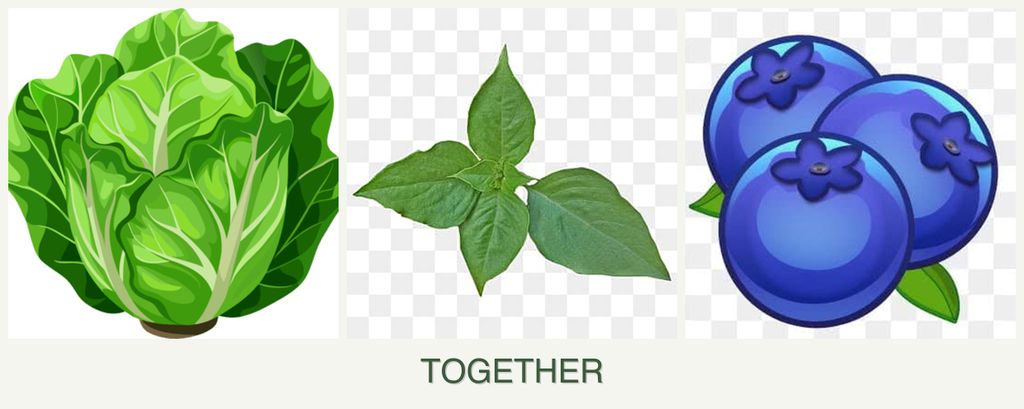 Can you plant lettuce, basil and blueberries together?
