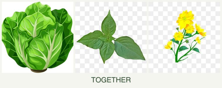 Can you plant lettuce, basil and calendula together?