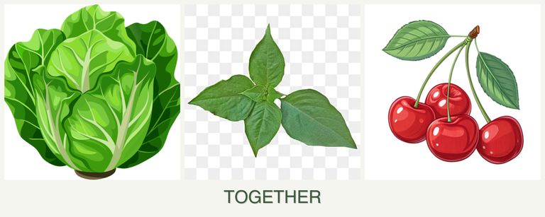Can you plant lettuce, basil and cherries together?