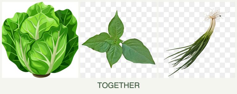 Can you plant lettuce, basil and chives together?