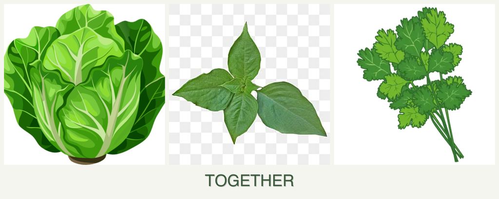 Can you plant lettuce, basil and cilantro together?