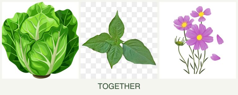 Can you plant lettuce, basil and cosmos together?