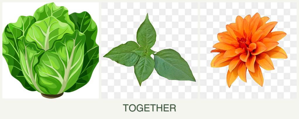 Can you plant lettuce, basil and dahlias together?