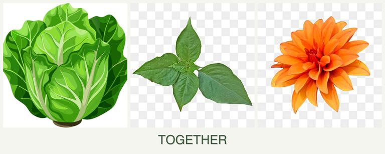Can you plant lettuce, basil and dahlias together?
