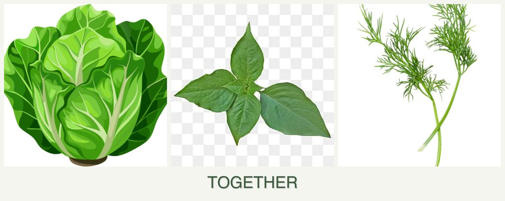 Can you plant lettuce, basil and dill together?