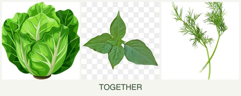 Can you plant lettuce, basil and dill together?