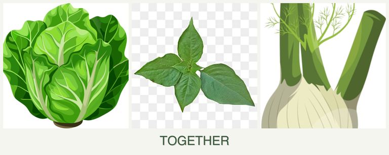 Can you plant lettuce, basil and fennel together?